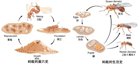 螞蟻一生|蟻潮